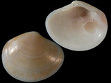 Sunetta sunettina