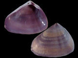 Donax purpurascens