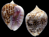 Variation120477