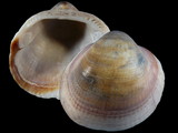 Glycymeris insubrica