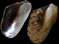 Variation220755