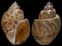 Babylonia formosa