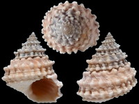 Variation220857