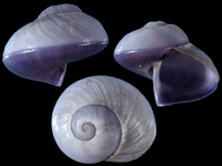 Variation320871