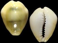 Variation420875