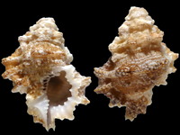 Variation120898