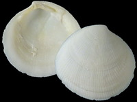 Variation420909