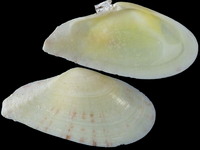 Variation220922
