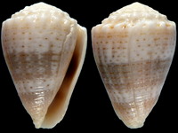 Conus miliaris