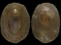 Variation420952