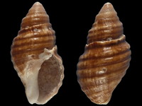 Variation220960