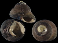 Variation220975