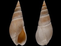 Variation321002