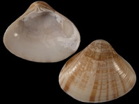 Variation121007