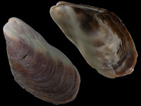 Variation121129