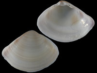 Variation421148