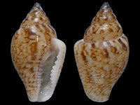 Variation221179