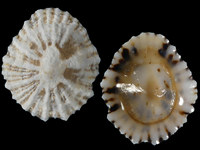 Variation121187