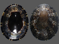 Cellana grata