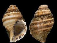Variation321313