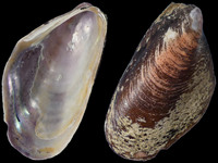 Modiolus nipponicus