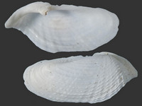 Barnea fragilis