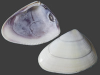 Deltachion semisulcatus semigranosus