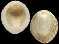 Variation421358