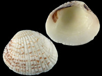 Variation321381