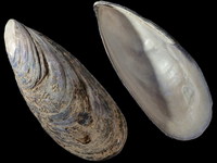 Mytilus californianus