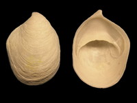 Crepidula onyx