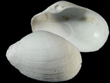 Platyodon cancellatus