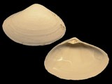 Simomactra planulata