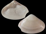 Tivela stultorum