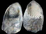 Ostrea lurida