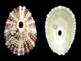 Fissurella angusta