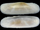 Tagelus dividus