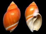 Ancilla glabrata