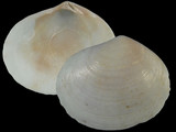 Variation22509