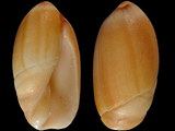Variation22553
