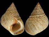 Littorina irrorata