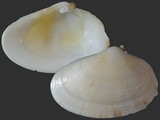 Donacilla picta