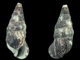 Cerithium lividulum