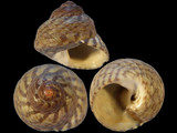 Gibbula candei