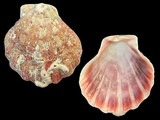 Nodipecten corallinoides