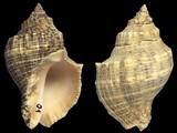 Thais haemastoma floridana