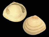 Variation32676