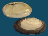 Variation22679