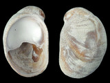 Crepidula fornicata