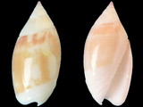 Olivella nivea